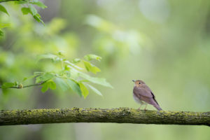 Brown Bird on a Branch